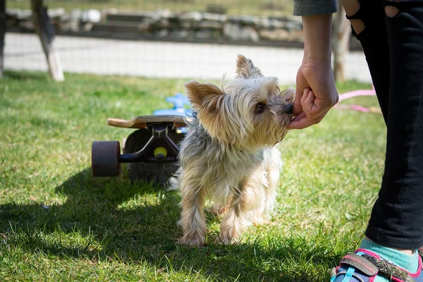 Corso gratuito di addestramento del cane